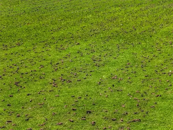 Lawn dotted with soil plugs after core aeration