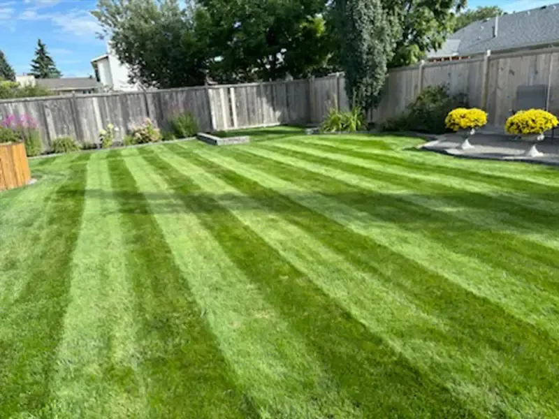 Back yard lawn with fresh mowing stripes beside a wood fence